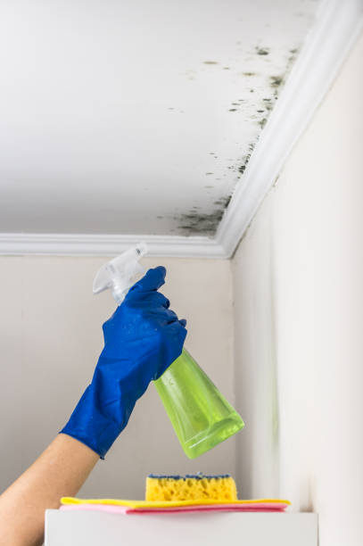 Best HVAC Mold Remediation in Luling, LA